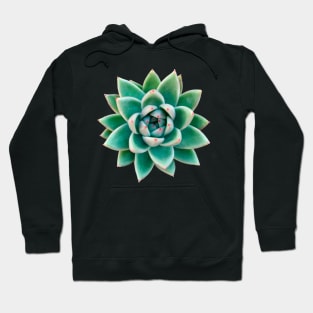 Echeveria Agavoid Hoodie